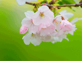 １９２０×１２００の季節の花写真素材（フリー素材）