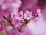 サクラ（桜）００６
