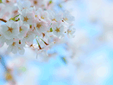 サクラ（桜）０１２