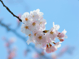 サクラ（桜）０１７