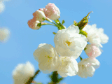 サクラ（桜）０３１