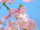 サクラ（桜）０３６