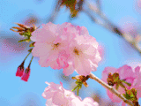 サクラ（桜）０４０