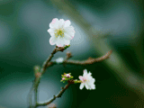 サクラ（桜）０４６
