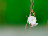 サクラ（桜）０４９