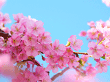 サクラ（桜）０５２