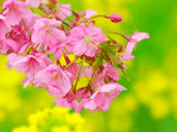 サクラ（桜）０６１