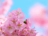 サクラ（桜）０６２