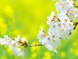 サクラ（桜）の写真素材（フリー素材）