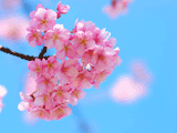サクラ（桜）０８６