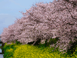 サクラ（桜）１０６