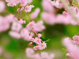 サクラ（桜）１１１