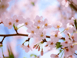 サクラ（桜）１１２