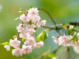 サクラ（桜）１１３