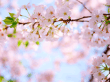 サクラ（桜）１１４