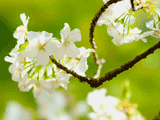 サクラ（桜）１２６